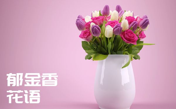 郁金香的花语是什么,郁金香花语大全